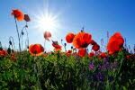 Comment fleurir les tombes en été ?