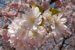 Comment fleurir les tombes au printemps ?