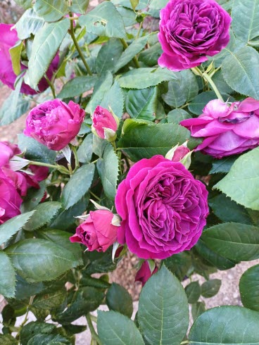 Illustration choisie pour la pensée illustrée