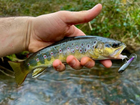 Illustration choisie pour la pensée illustrée