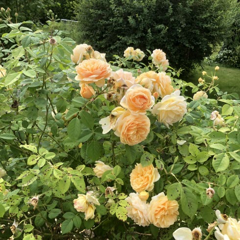 Illustration choisie pour la pensée illustrée