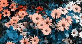 Comment fleurir les tombes en automne ?